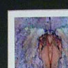 Click for enlargement