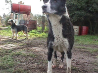 NOBUHIRA NARUMI Dog's Progress 