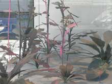 View from my window - Bekah Carran
