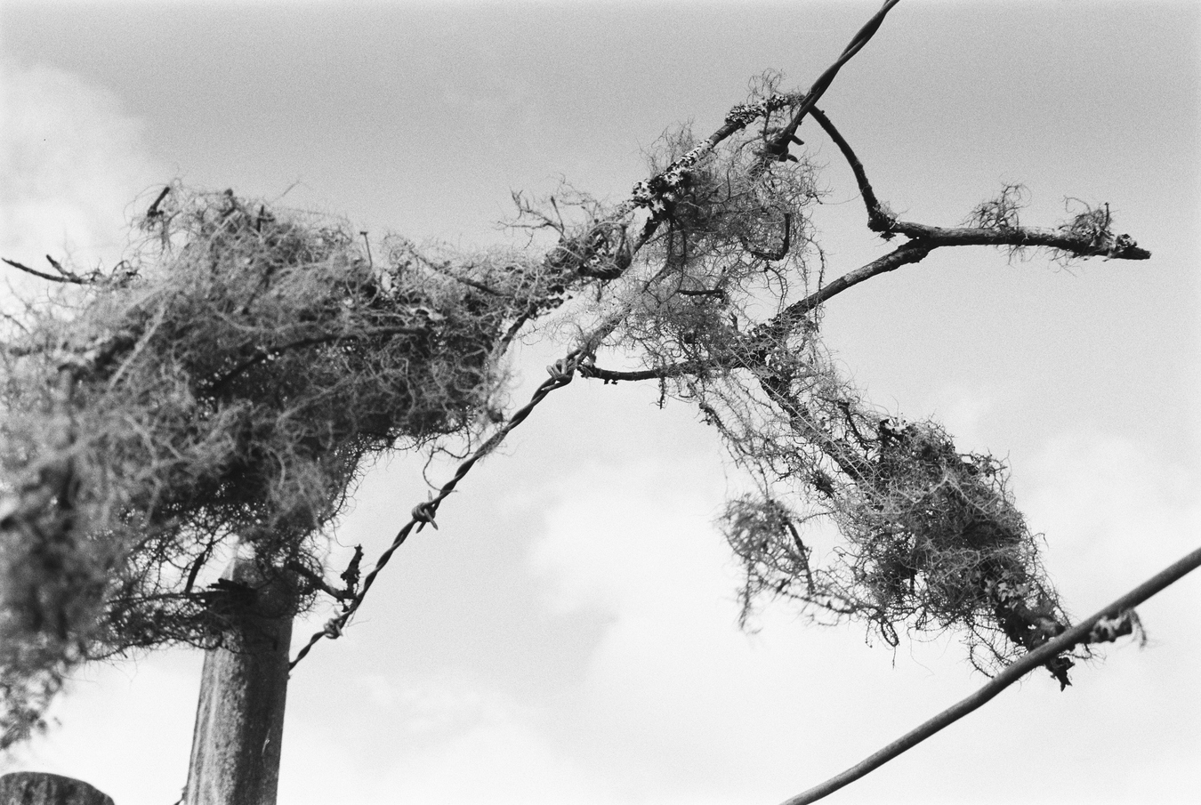 Angiangi