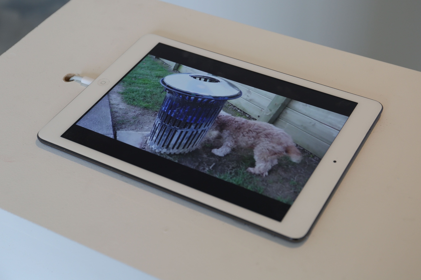 Scratch and Sniff (detail), Cabbage, mixed media, 2016. Image: Daegan Wells.