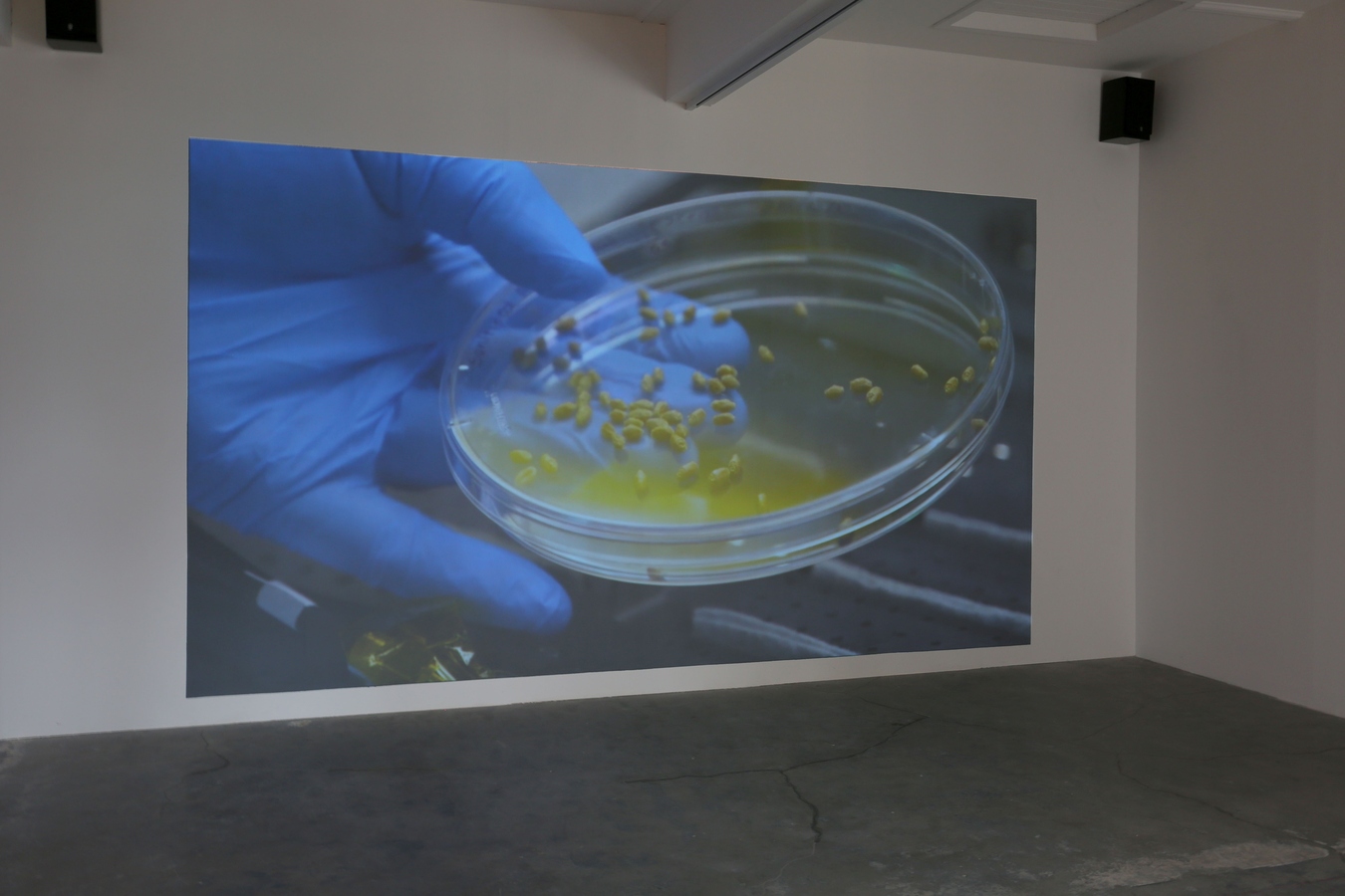 Lost Opportunity (detail), Clarchat Scintal, mixed media, 2016. Image: Daegan Wells.