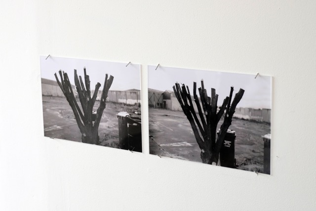 tree, Christchurch  20152 C-type prints